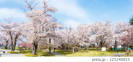 「青森県」満開の桜咲く三八城公園 八戸市 「青森県」満開の桜咲く三八城公園 八戸市 125240853