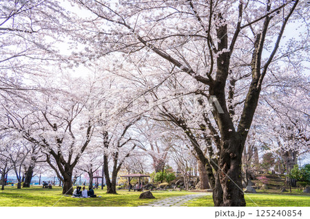 「青森県」満開の桜咲く三八城公園　八戸市 125240854