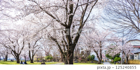 「青森県」満開の桜咲く三八城公園 八戸市 「青森県」満開の桜咲く三八城公園 八戸市 125240855