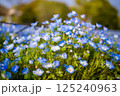 ネモフィラ畑 舎人公園 ネモフィラ畑 舎人公園 125240963