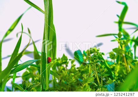 Close-up photo of a natural ecosystem in which a red ladybug insect is moving among the green vegetation of the grass on a white blurred background 125241297