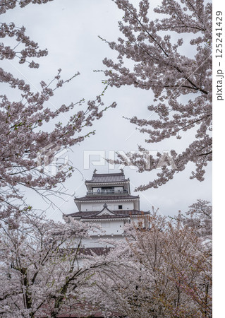 福島県会津若松市 桜満開の鶴ヶ城 福島県会津若松市 桜満開の鶴ヶ城 125241429