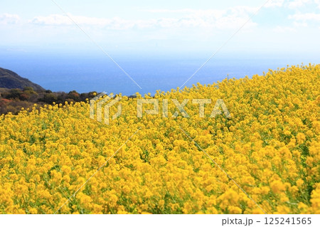 あわじ花さじき 125241565