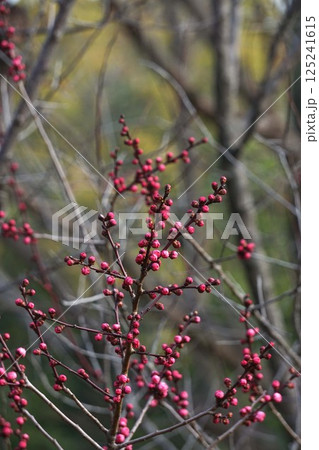 紅梅の蕾・2025年3月 125241615