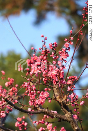 梅の花満開、2025年3月　 125241751