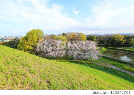 さきたま古墳公園の桜 125241761