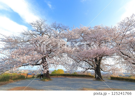 さきたま古墳公園の桜 125241766