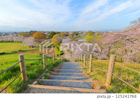 さきたま古墳公園の桜 125241768