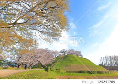 さきたま古墳公園の桜 125241769