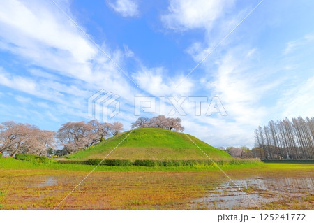 さきたま古墳公園の桜 さきたま古墳公園の桜 125241772