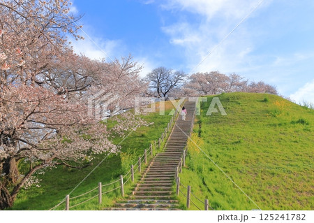 さきたま古墳公園の桜 125241782