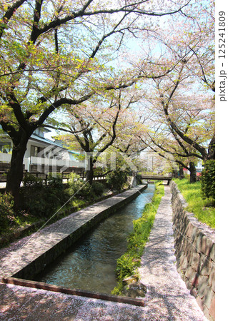 二ヶ領用水の桜 125241809