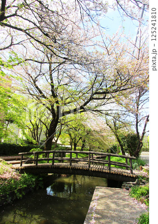 二ヶ領用水の桜 二ヶ領用水の桜 125241810