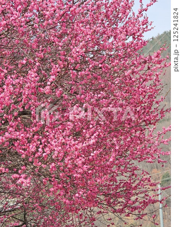 紅梅の花咲く春 125241824