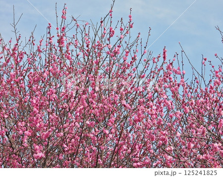 青空をバックに咲く紅梅の赤い花 125241825