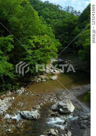 緑深い谷間を流れる初夏の表匹見峡　Ver1 125241909