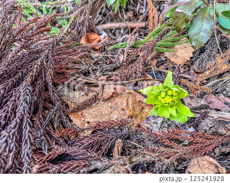 早春の蕗の薹～北国の春～ 125241928