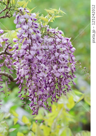 藤の花 藤の花 125242012