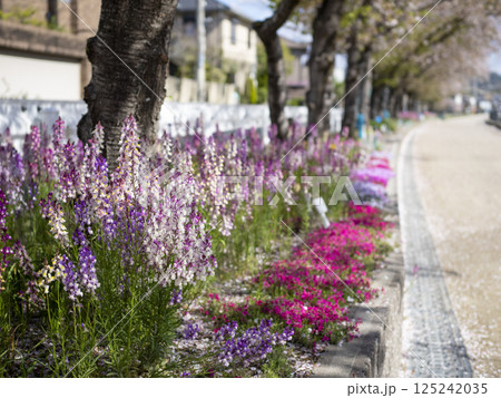 花壇に咲く金魚草 花壇に咲く金魚草 125242035