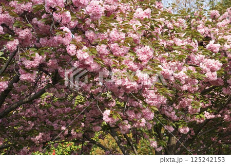 満開の八重桜、2025年4月　 125242153