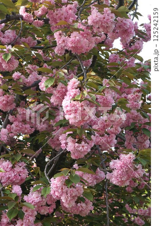 満開の八重桜、2025年4月　 125242159