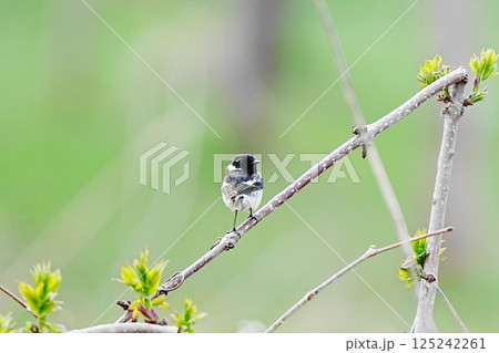 枝に止まるノビタキ 125242261