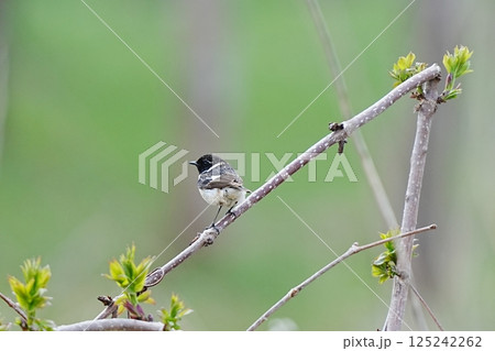 枝に止まるノビタキ 125242262