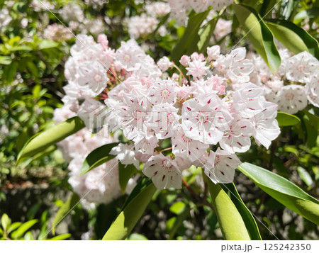 カルミア アメリカシャクナゲ カルミア アメリカシャクナゲ 125242350