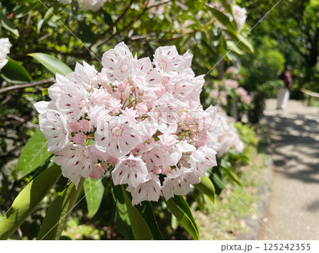 カルミア アメリカシャクナゲの可愛いピンクの花 125242355