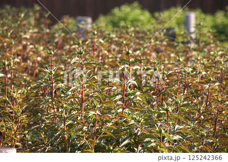 シャクヤクのつぼみ 125242366