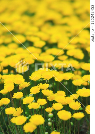 ムルチコーレ 125242452