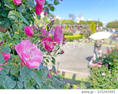 満開の薔薇の花 鮮やかな色の春のバラ 満開の薔薇の花 鮮やかな色の春のバラ 125242485