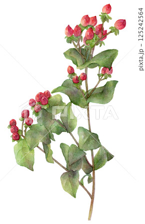 ヒペリカムの水彩イラスト ヒペリカムの水彩イラスト 125242564