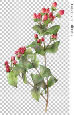 ヒペリカムの水彩イラスト ヒペリカムの水彩イラスト 125242564