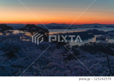 西行戻しの松公園から見る桜と松島湾 西行戻しの松公園から見る桜と松島湾 125242579