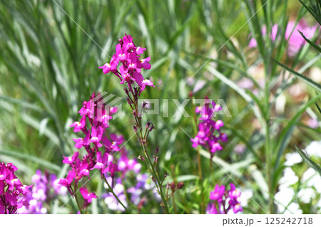 リナリア(姫金魚草) リナリア(姫金魚草) 125242718