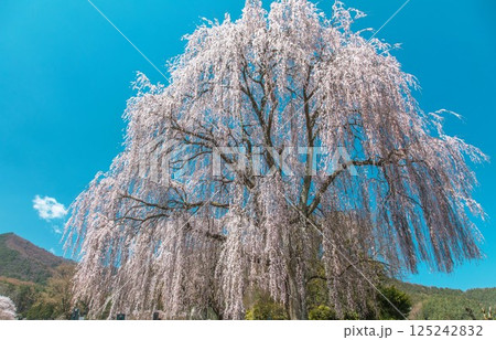 ライトアップされた松本城と桜 125242832
