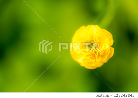 春色の花～ラナンキュラス～ 125242843