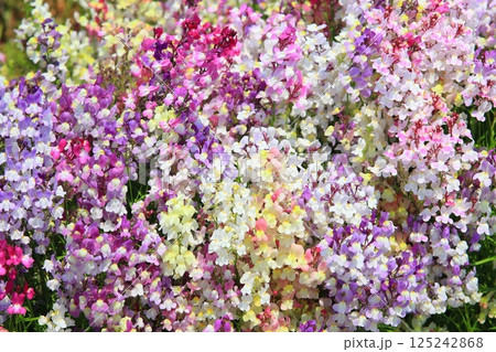 リナリア 125242868