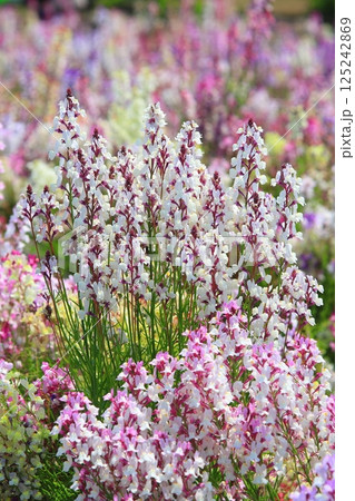 リナリア 125242869