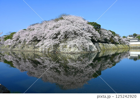 桜咲く朝の滋賀県彦根城外堀 桜咲く朝の滋賀県彦根城外堀 125242920