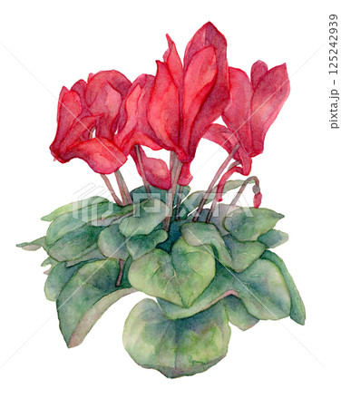 シクラメンの水彩イラスト 125242939