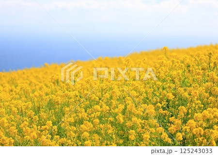 菜の花畑 125243033