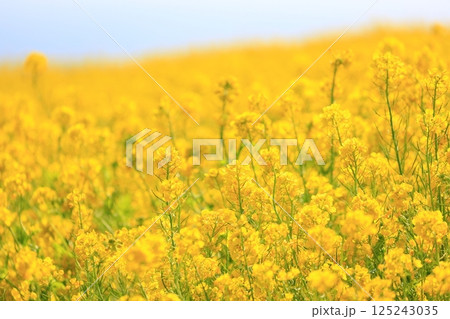 菜の花畑 125243035