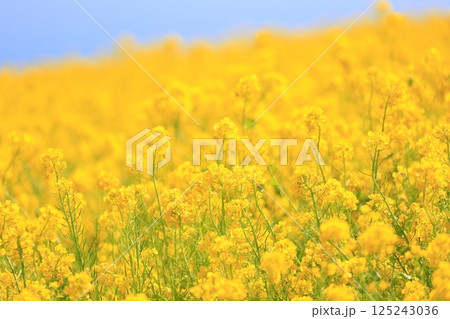 菜の花畑 菜の花畑 125243036