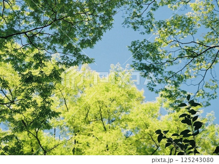 初夏に青空の下で光を浴びて新緑を茂らせる木の枝のフィルム写真 初夏に青空の下で光を浴びて新緑を茂らせる木の枝のフィルム写真 125243080