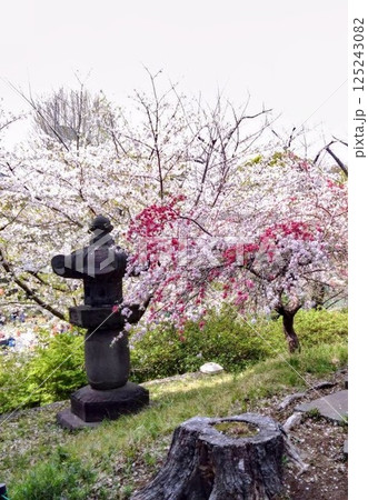 ◆風景◆春爛漫の和風庭園/桜/灯籠 ◆風景◆春爛漫の和風庭園/桜/灯籠 125243082