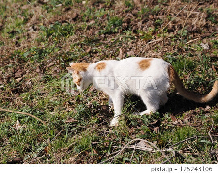 可哀想な捨て猫の子猫 可哀想な捨て猫の子猫 125243106