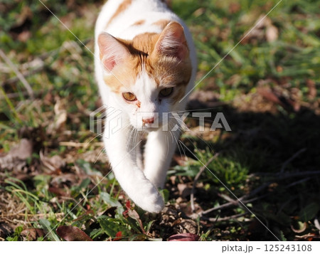 可哀想な捨て猫の子猫 可哀想な捨て猫の子猫 125243108