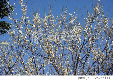 梅の花(白梅)・2025年3月 梅の花(白梅)・2025年3月 125243134
